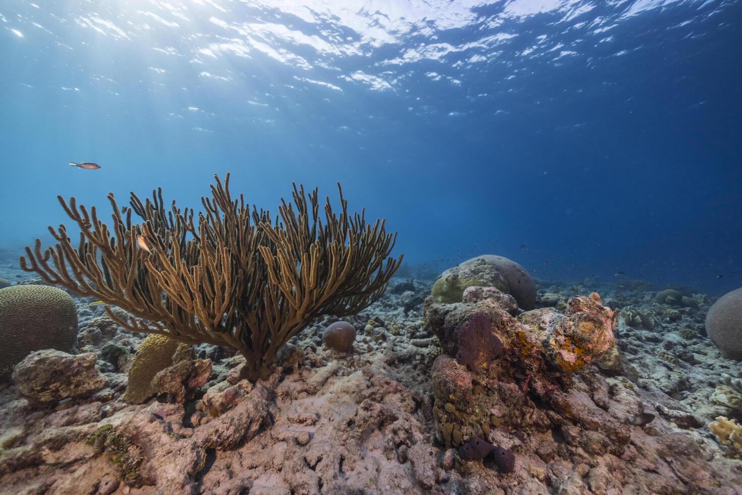 Marine life with fish, coral, and sponge in the Caribbean Sea photo