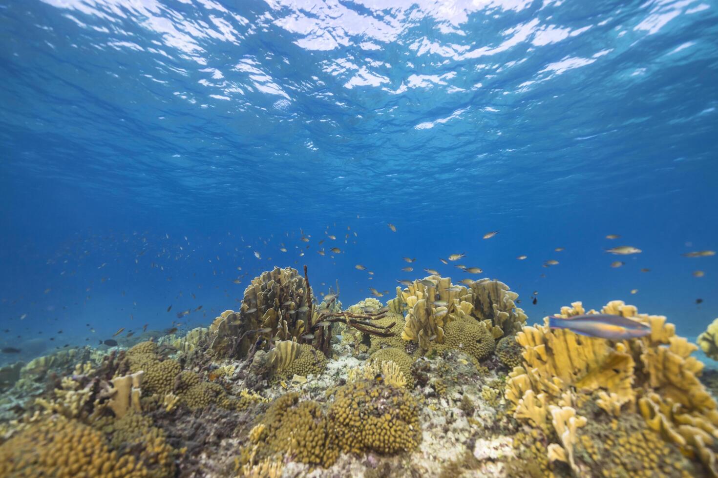 Marine life with fish, coral, and sponge in the Caribbean Sea photo