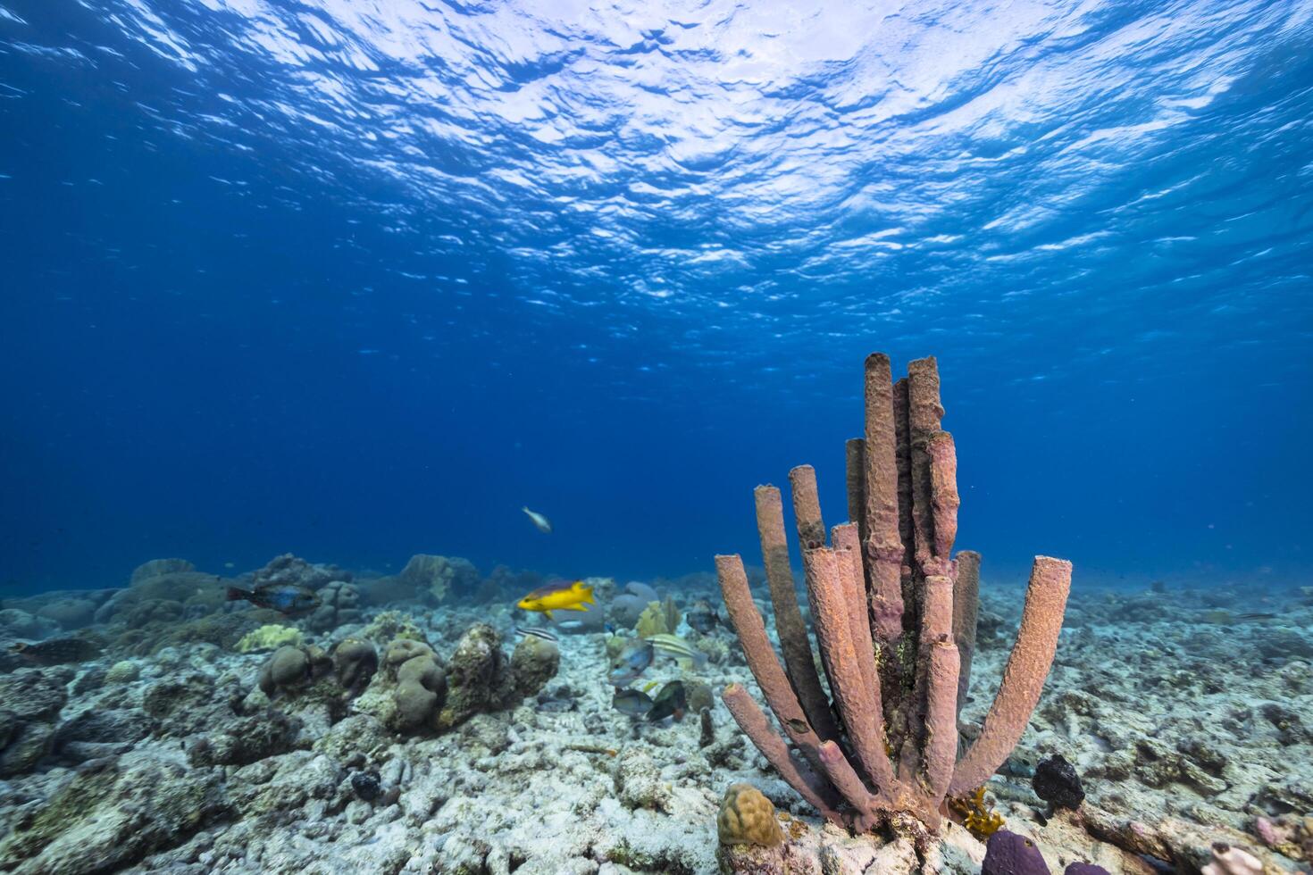 Marine life with fish, coral, and sponge in the Caribbean Sea photo