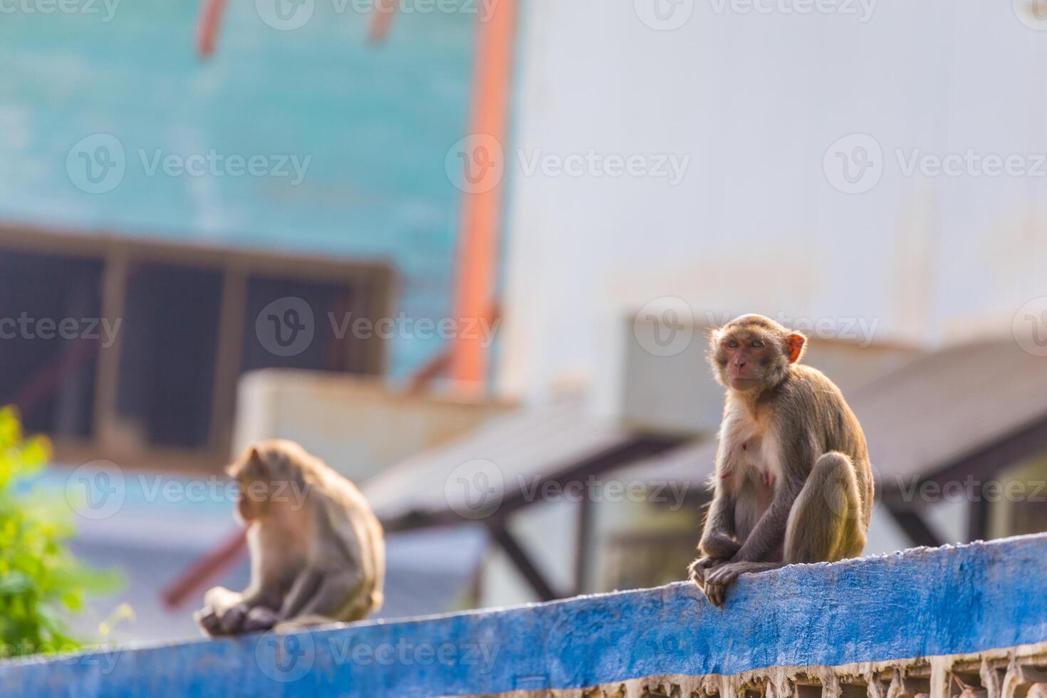 Monkey on fence photo