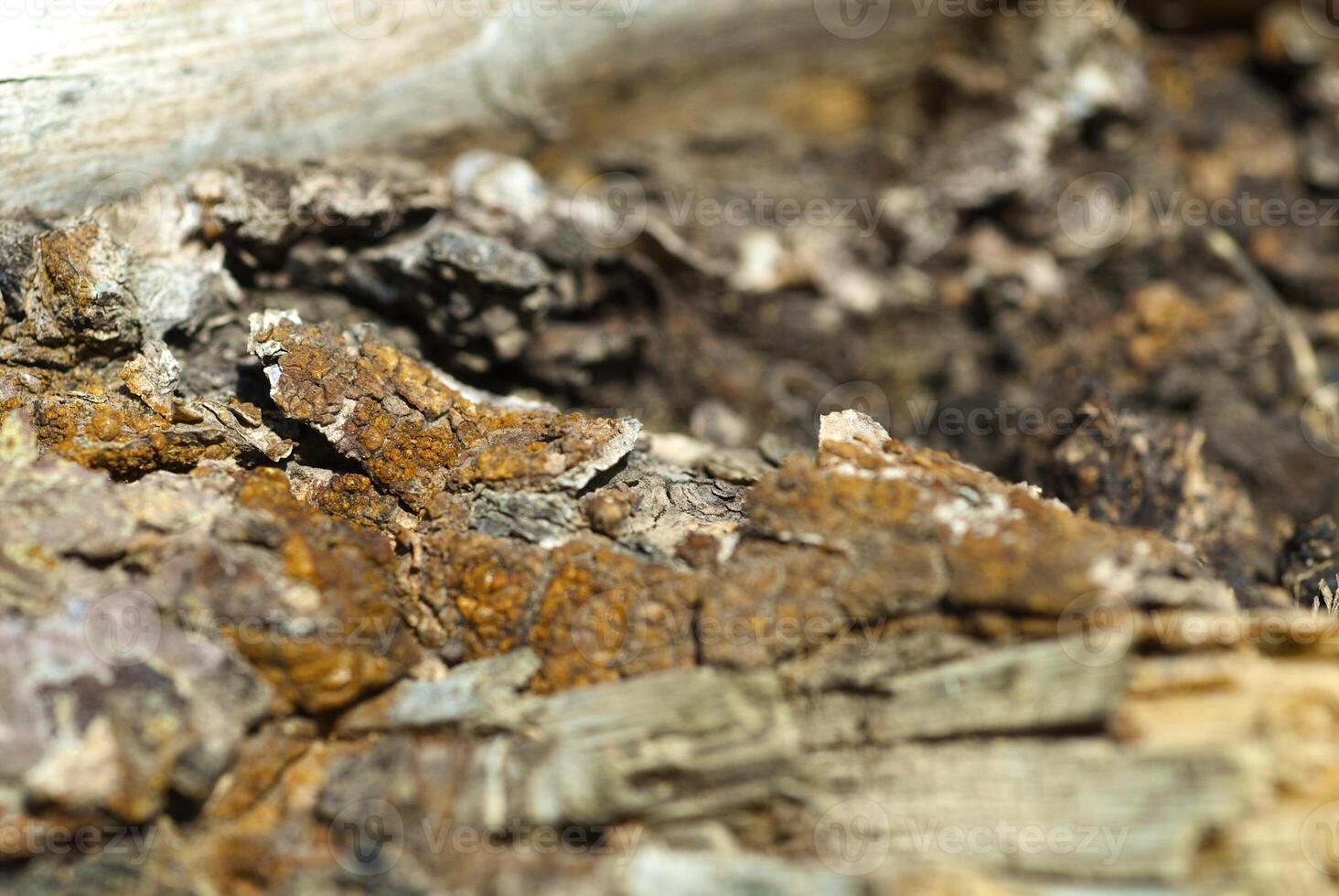 the texture of the tree photo