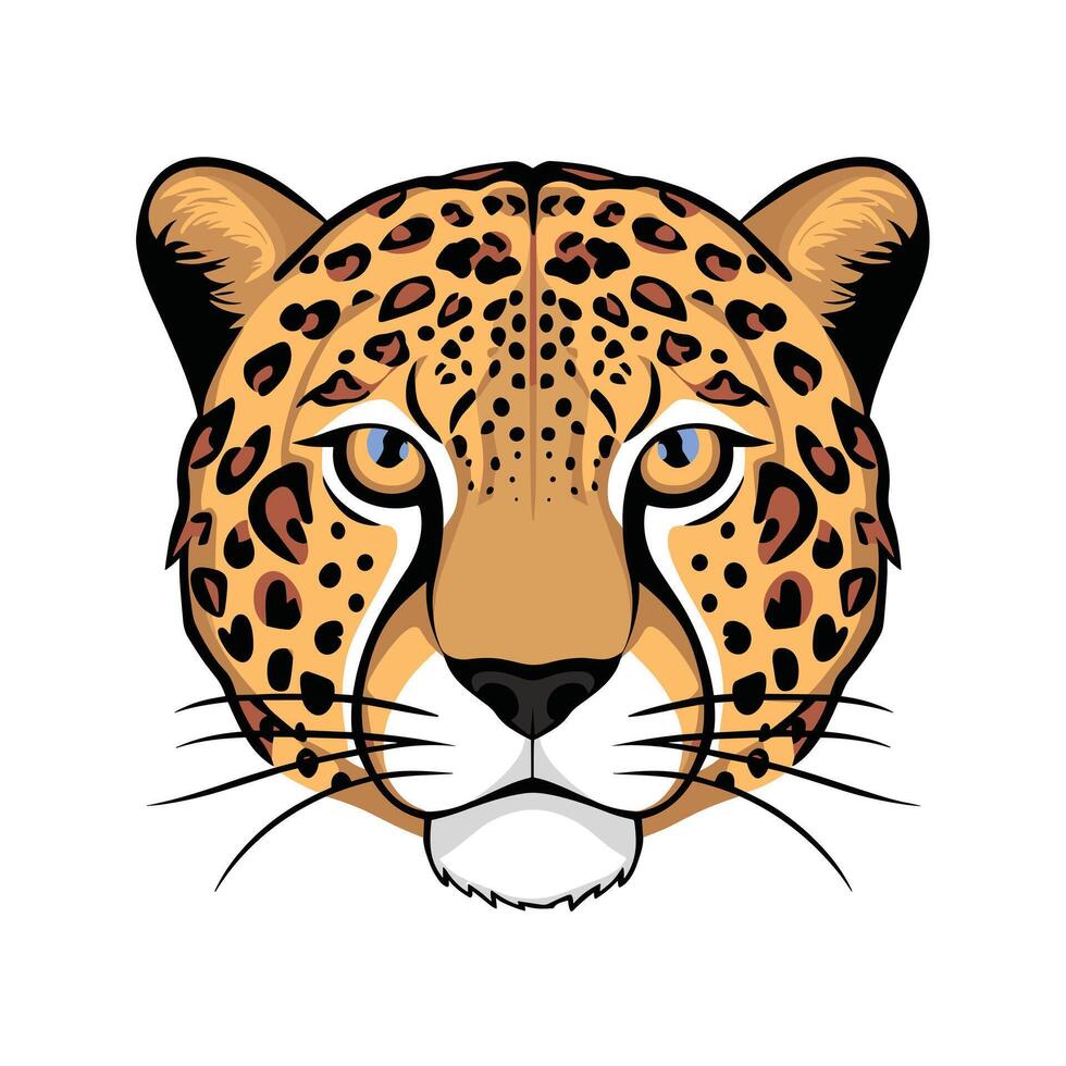 Cheetah illustration of cartoon cheetah in various actions, sitting, standing, walking, running. Isolated on white background vector