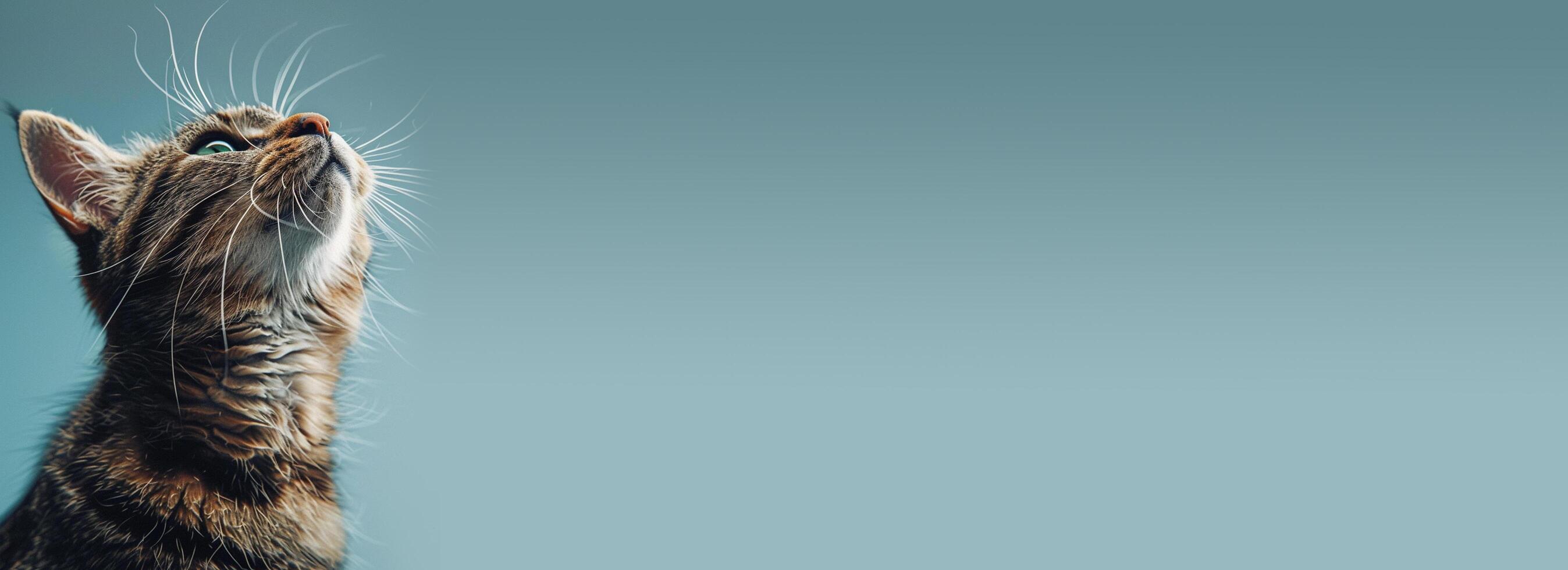 Closeup photography of cat, copy space banner, ai-generated photo