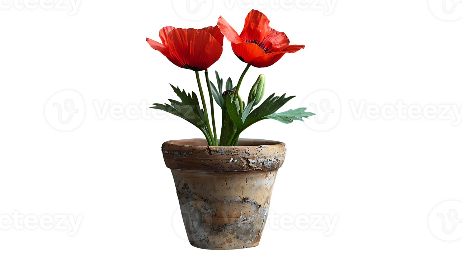 Beautiful poppy flower in a pot on a transparent background png