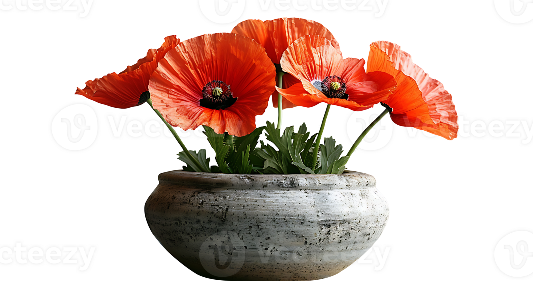 Beautiful poppy flower in a pot on a transparent background png