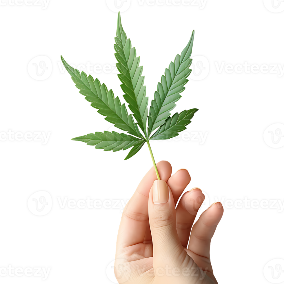 One hand holding cannabis or hemp leaf on a transparent background png