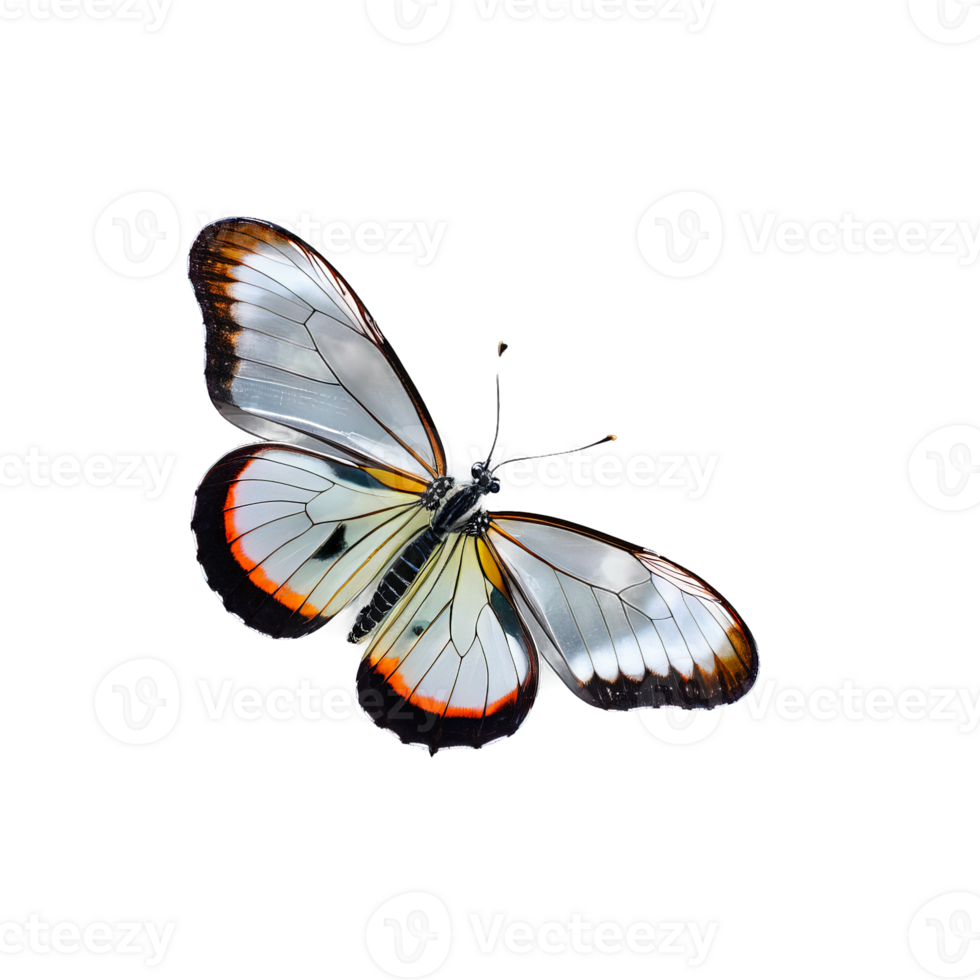 Glasswing butterfly Greta oto transparent wings with black veins and borders delicate and ethereal soft png