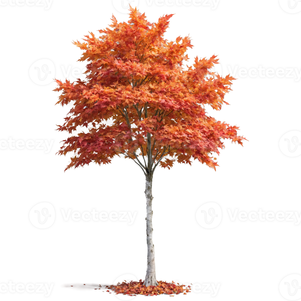 Maple Tree tall tree with a straight trunk and wide orange and red leaves fluttering png