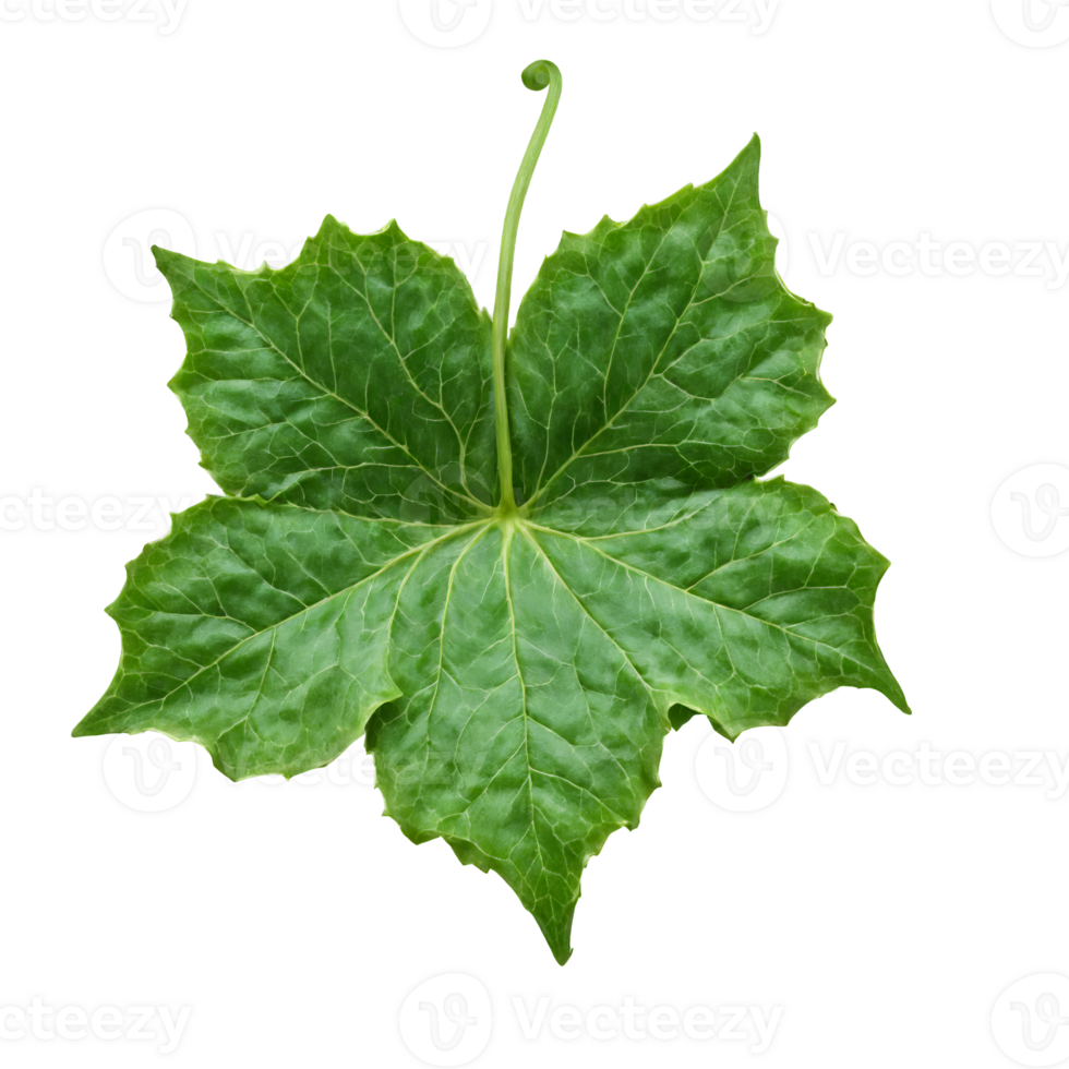 Ivy Leaf lobed green leaf with smooth edges and prominent veins curling at the edges png