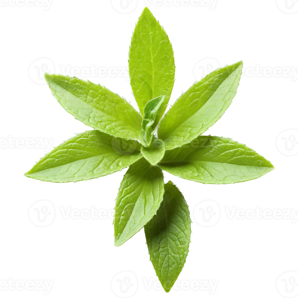 Hyssop leaves bursting in a minty slightly bitter explosion Hyssopus officinalis Food and Culinary concept png