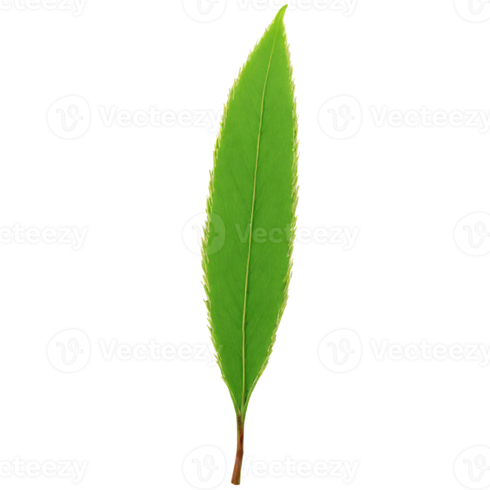 Willow Leaf long narrow green leaf with serrated edges and a smooth texture curling at png