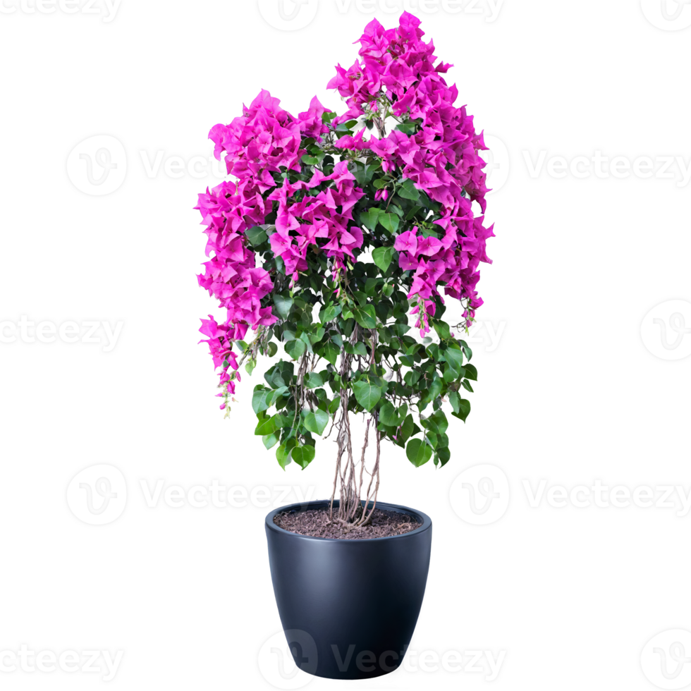 Bougainvillea vibrant pink and purple bracts on trailing vines in a large black ceramic planter png