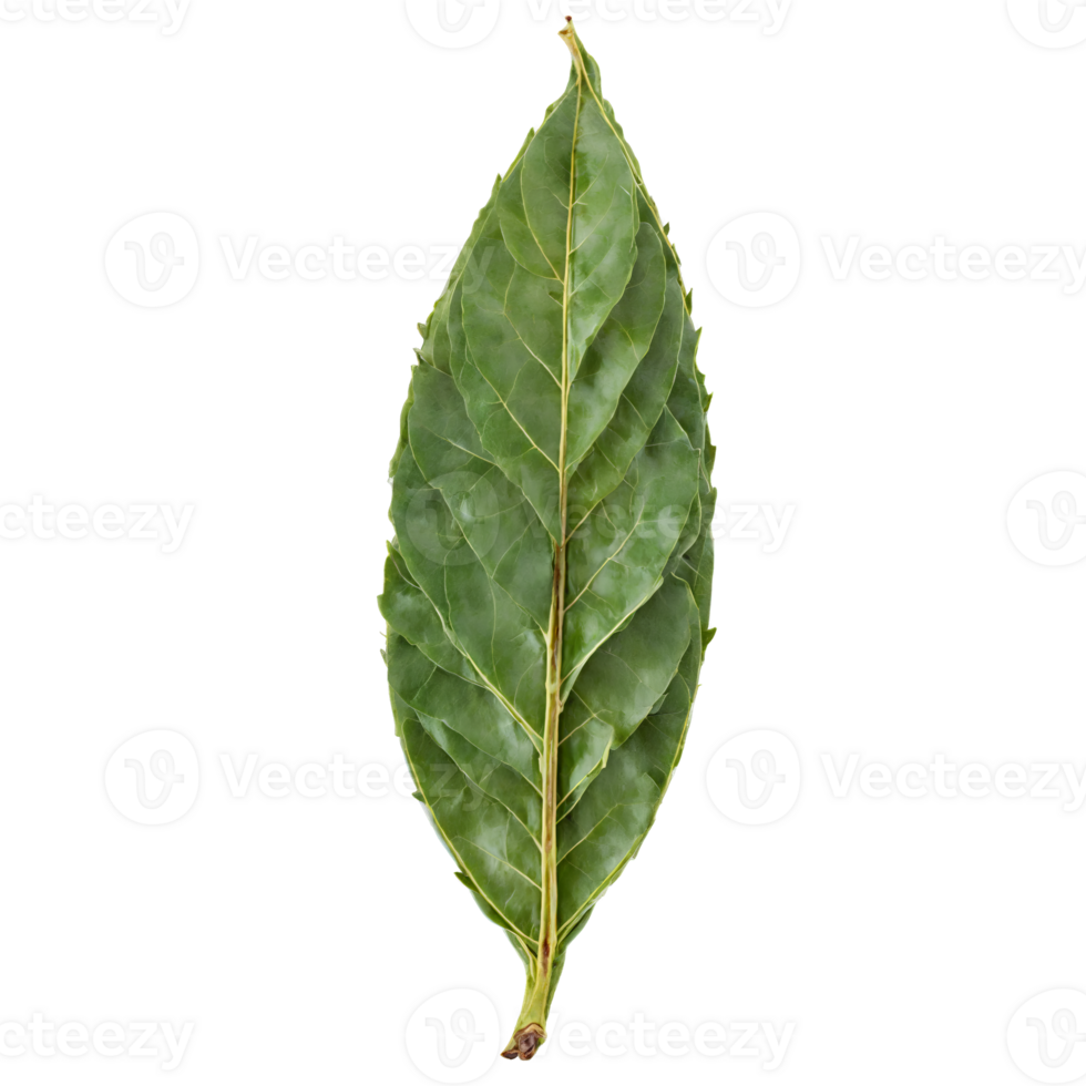 Fresh bay leaves glossy surface elongated shape deep green color Food and culinary concept png