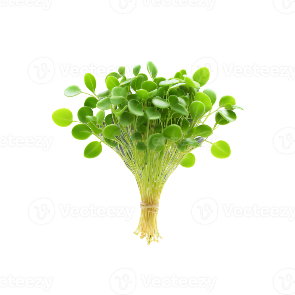 Chickpea microgreens Cicer arietinum bright green leaves with a subtle earthy flavor elegantly bunched Microgreen png