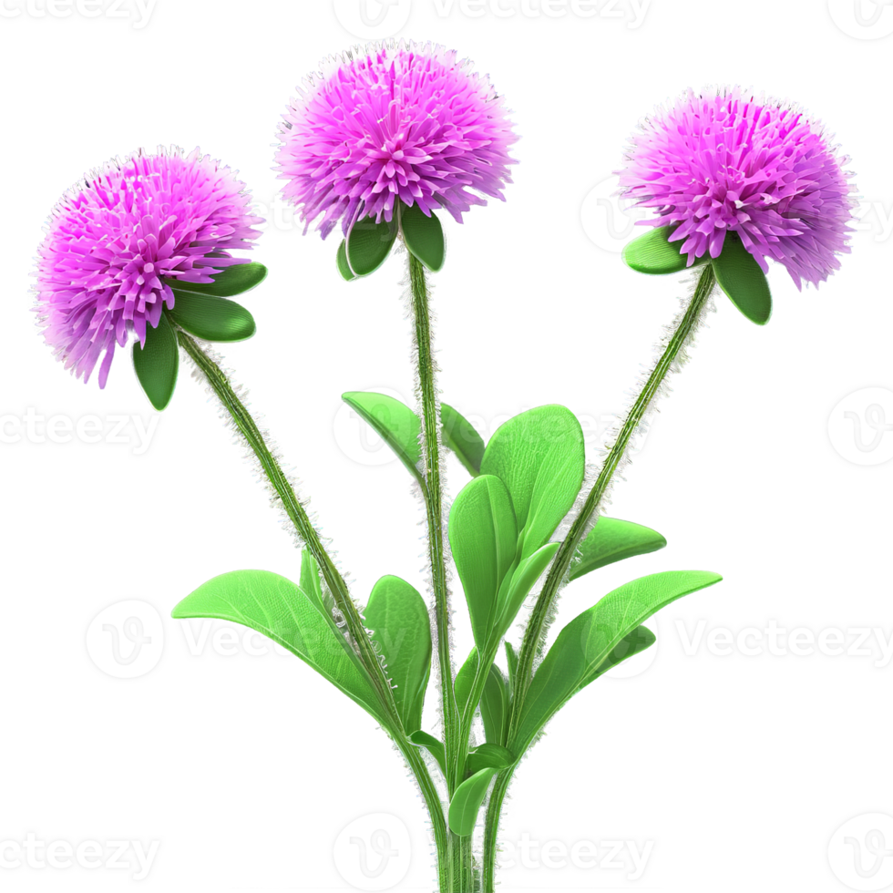 Globe amaranth Gomphrena globosa with small clover like flowers in shades of purple pink or png