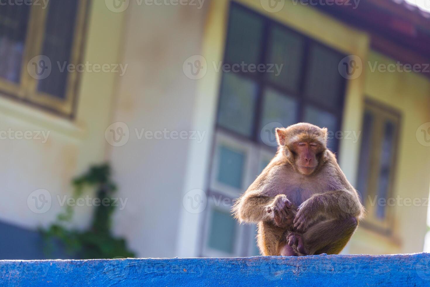 Monkey sleep on fence photo