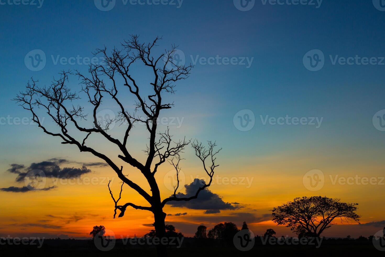 Big tree silhouette sunset photo