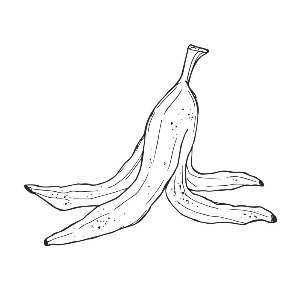 Sketch Banana Peel. Illustration in doodle style vector