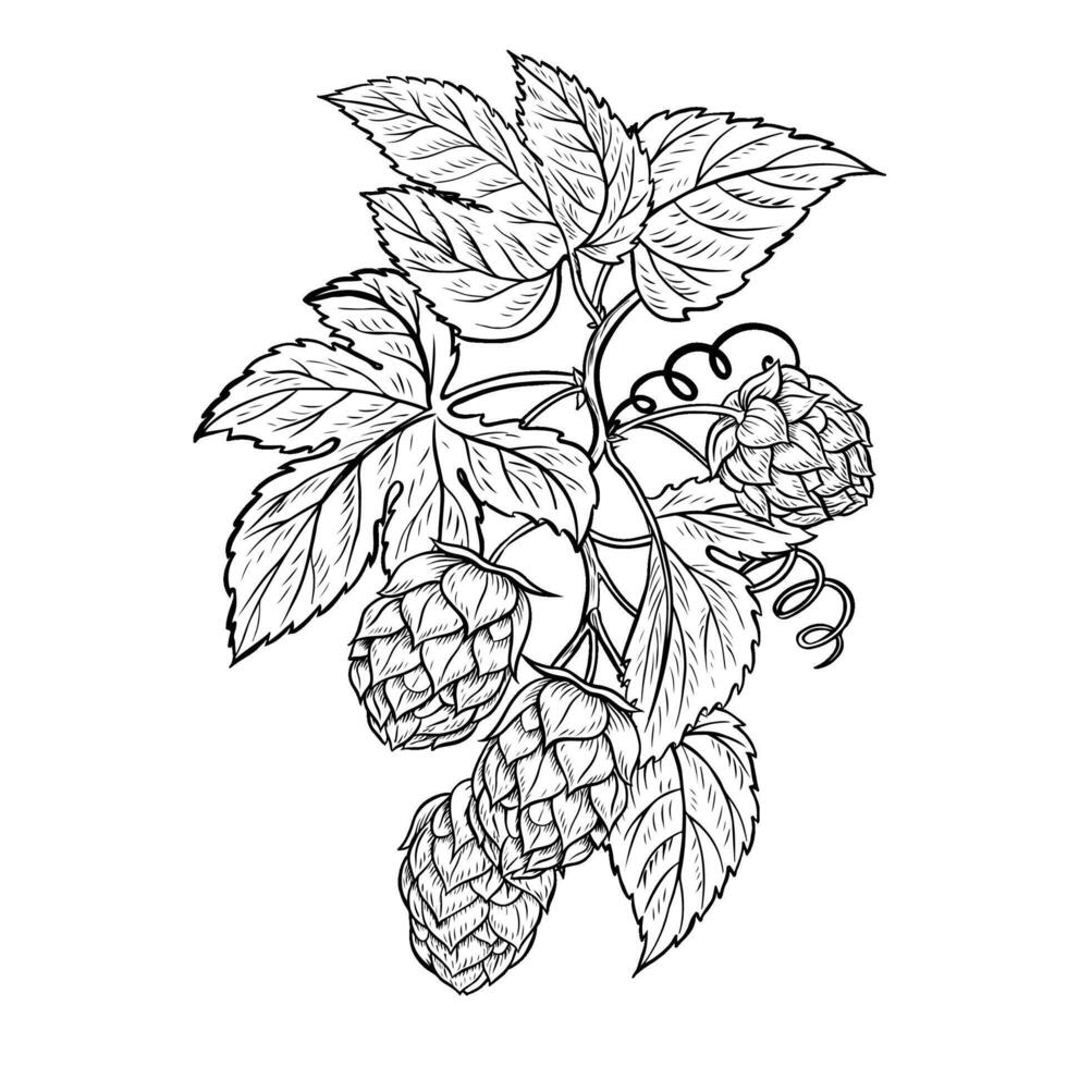 A branch of hops with fruits and leaves. black and white hand-drawn illustration on a white background. A design element for a pub or restaurant menu, label and poster, logo and packaging. vector
