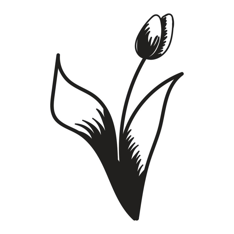 Tulip flower. Black and white silhouette of a tulip. A simple hand drawn icon. illustration on white background. vector