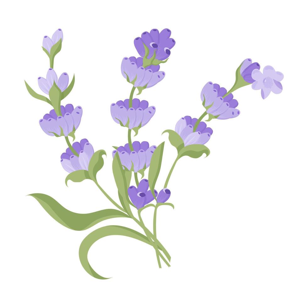 Bouquet of lavender flowers. Campasia made of purple and lilac twigs for your design. illustration on white background. vector