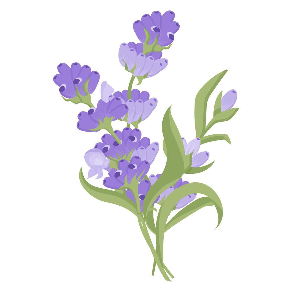 Bouquet of lavender flowers. Campasia made of purple and lilac twigs for your design. illustration on white background. vector