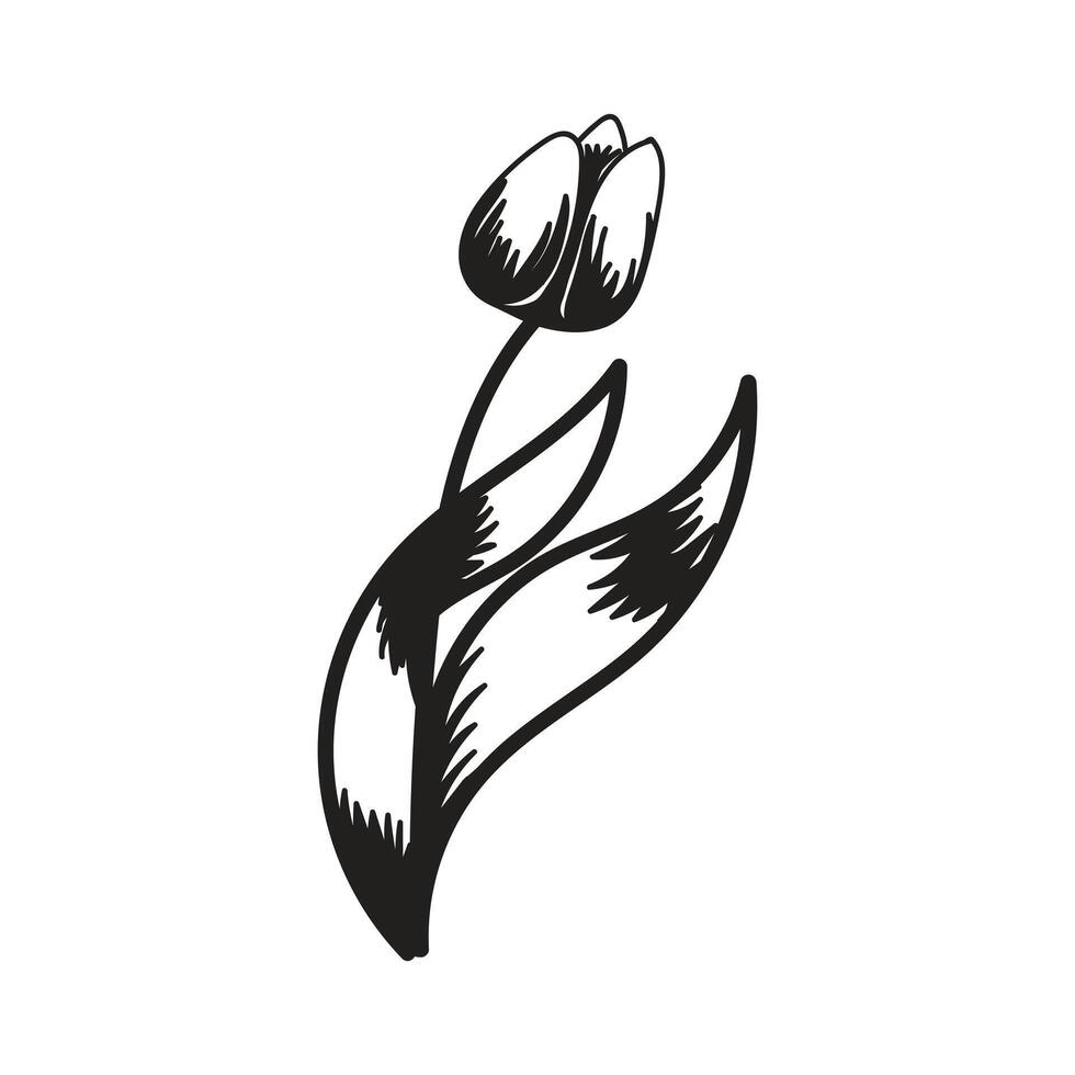 Tulip flower. Black and white silhouette of a tulip. A simple hand drawn icon. illustration on white background. vector