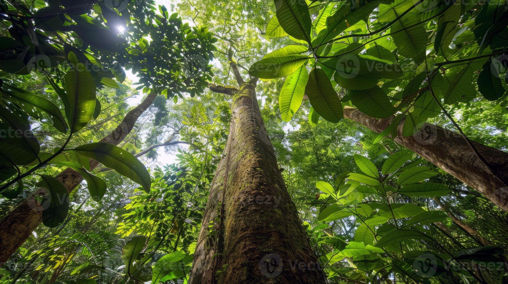 Canopy of trees providing shade for tranquil hike through lush forest, escaping the summer heat photo