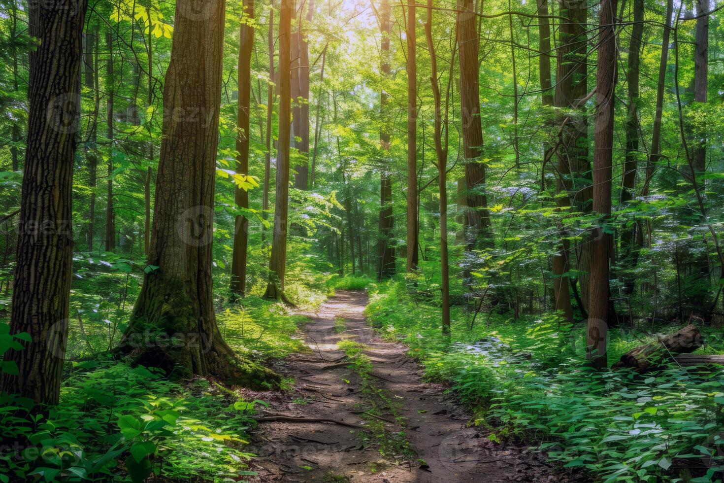 Canopy of trees providing shade for tranquil hike through lush forest, escaping the summer heat photo