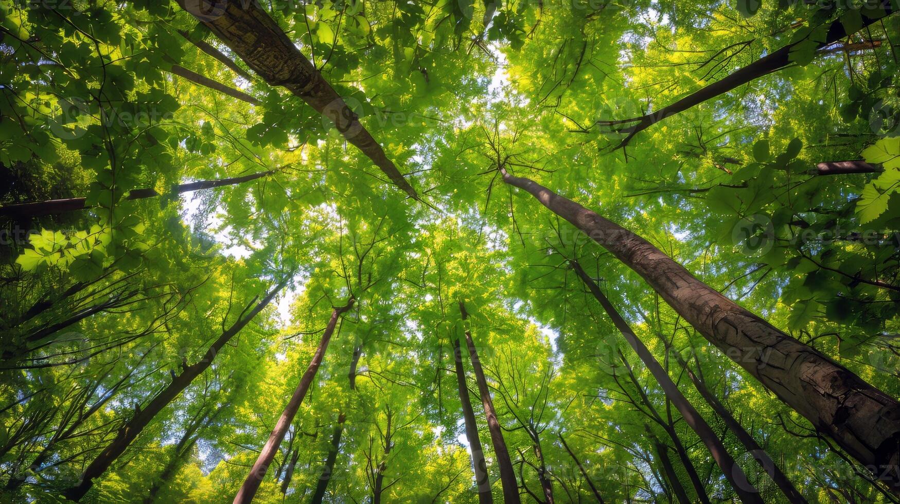 Canopy of trees providing shade for tranquil hike through lush forest, escaping the summer heat photo