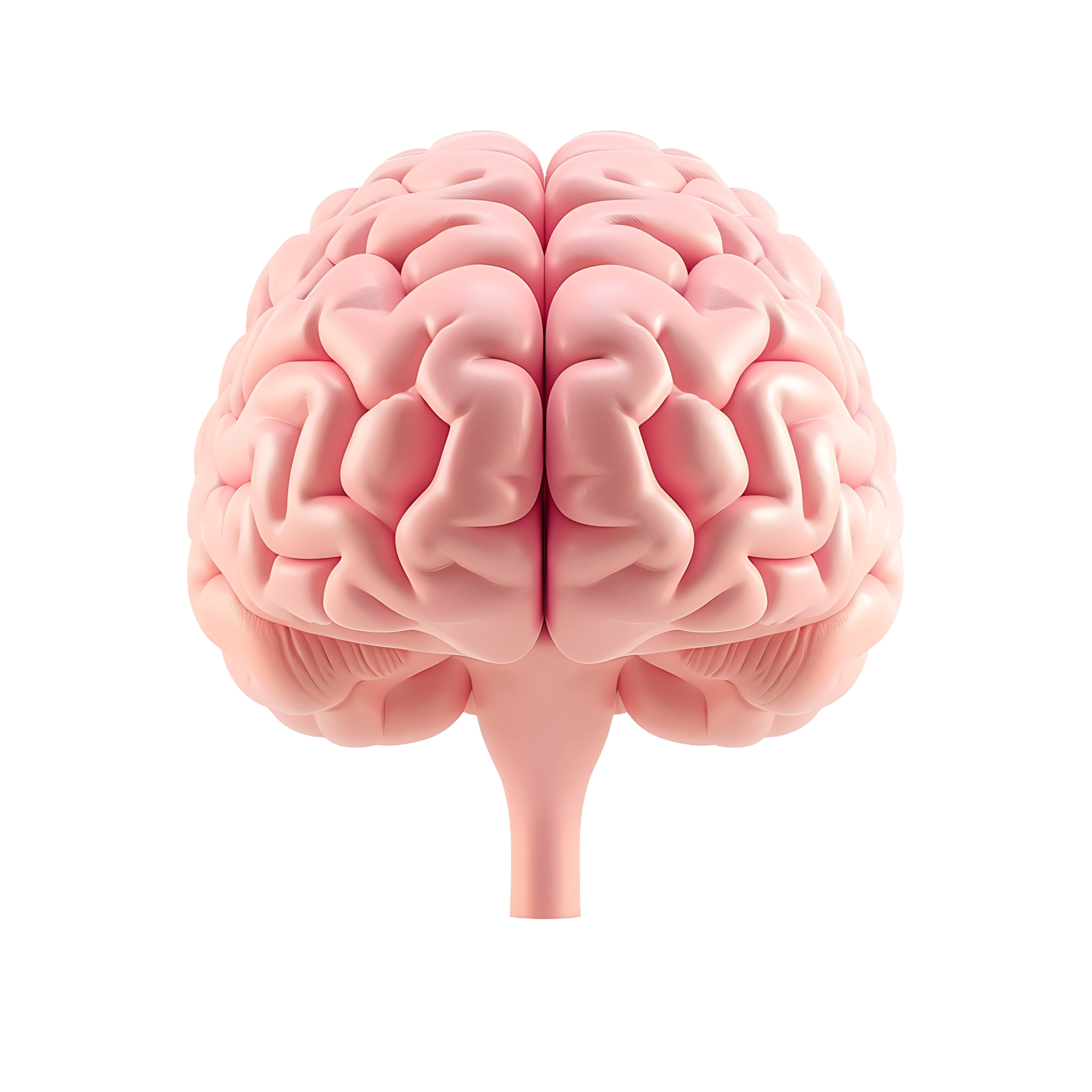 3d front view of human brain on transparent background 45548989 PNG