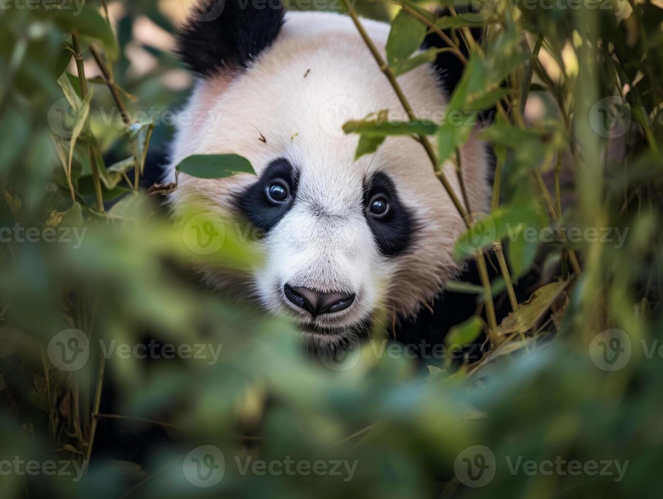 Panda emerging from dense bamboo thicket photo