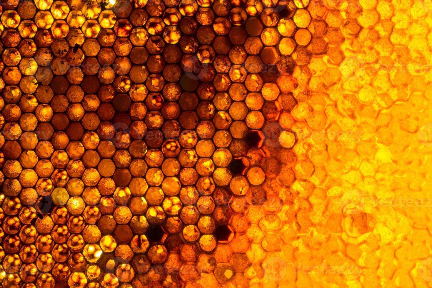 Studio Close-up of Honeycomb photo