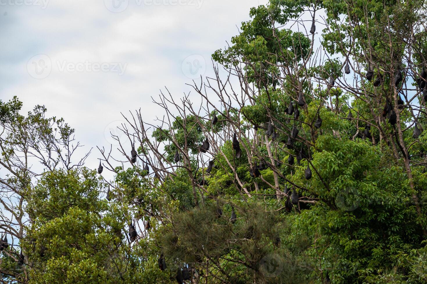 A flock of flying foxes. Australia. Quinsland photo