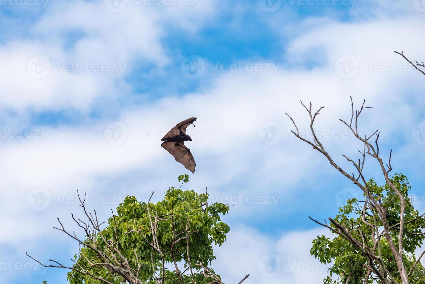 A flock of flying foxes. Australia. Quinsland photo