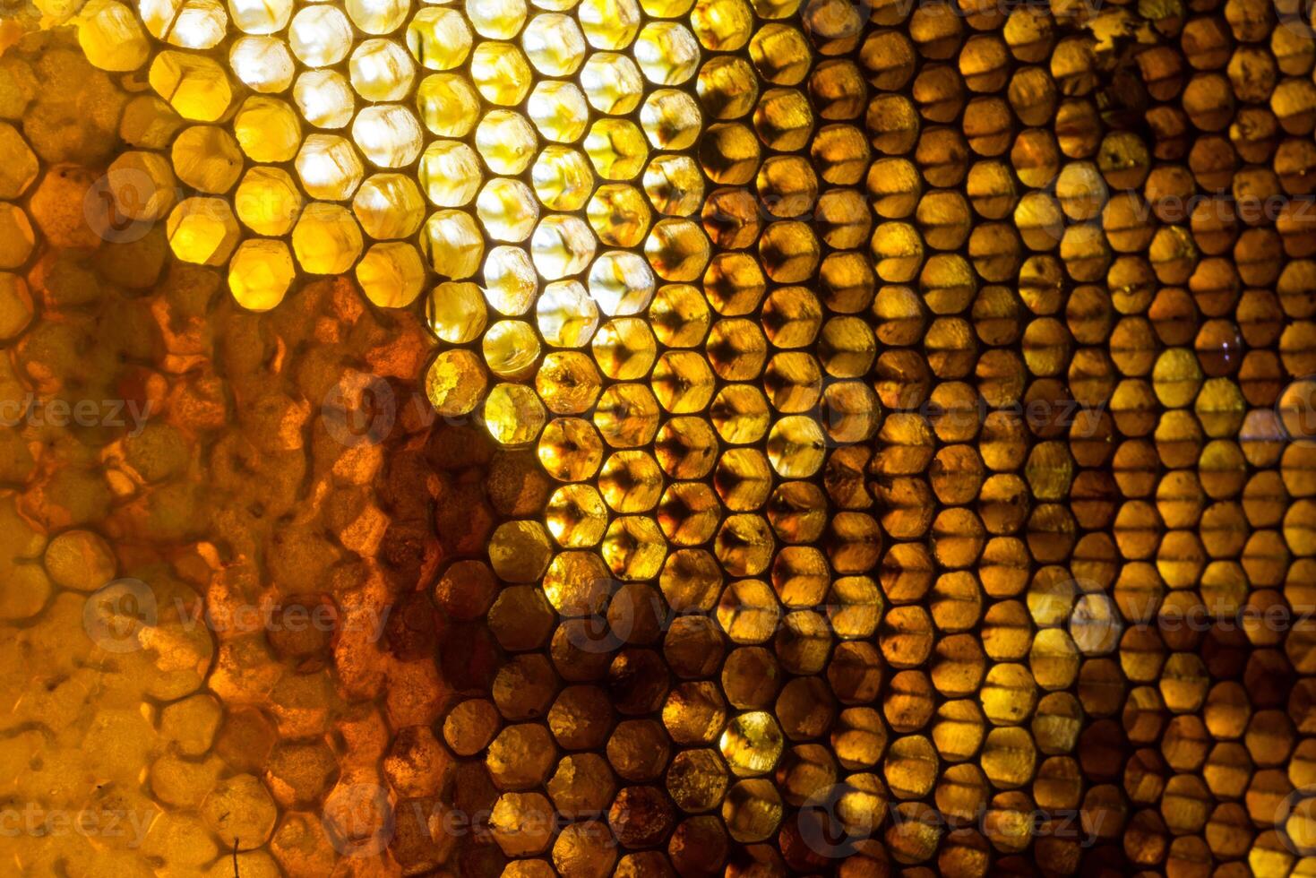 Studio Close-up of Honeycomb photo