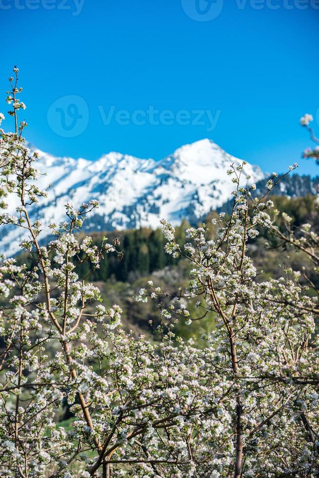 Gardens of blooming apples photo