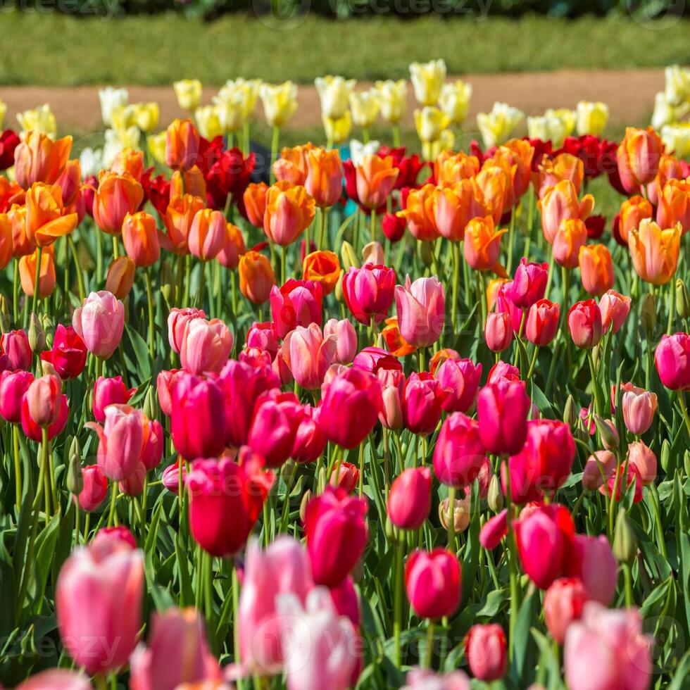 Spring Blooming, tulip Fields in Full Color photo