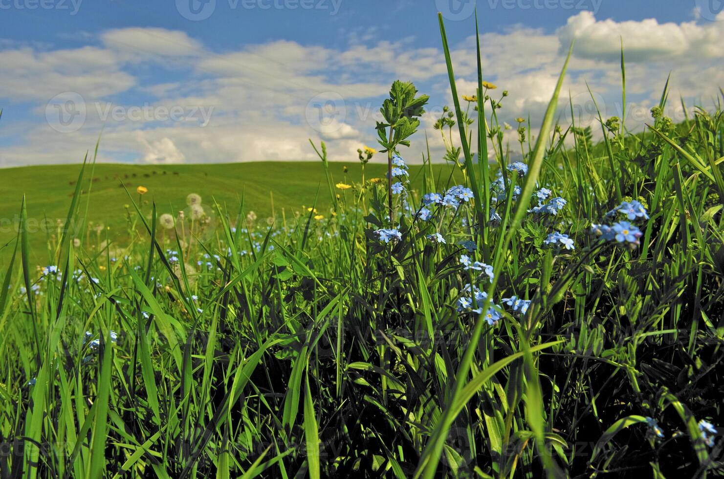 Wild flower in the mountains photo