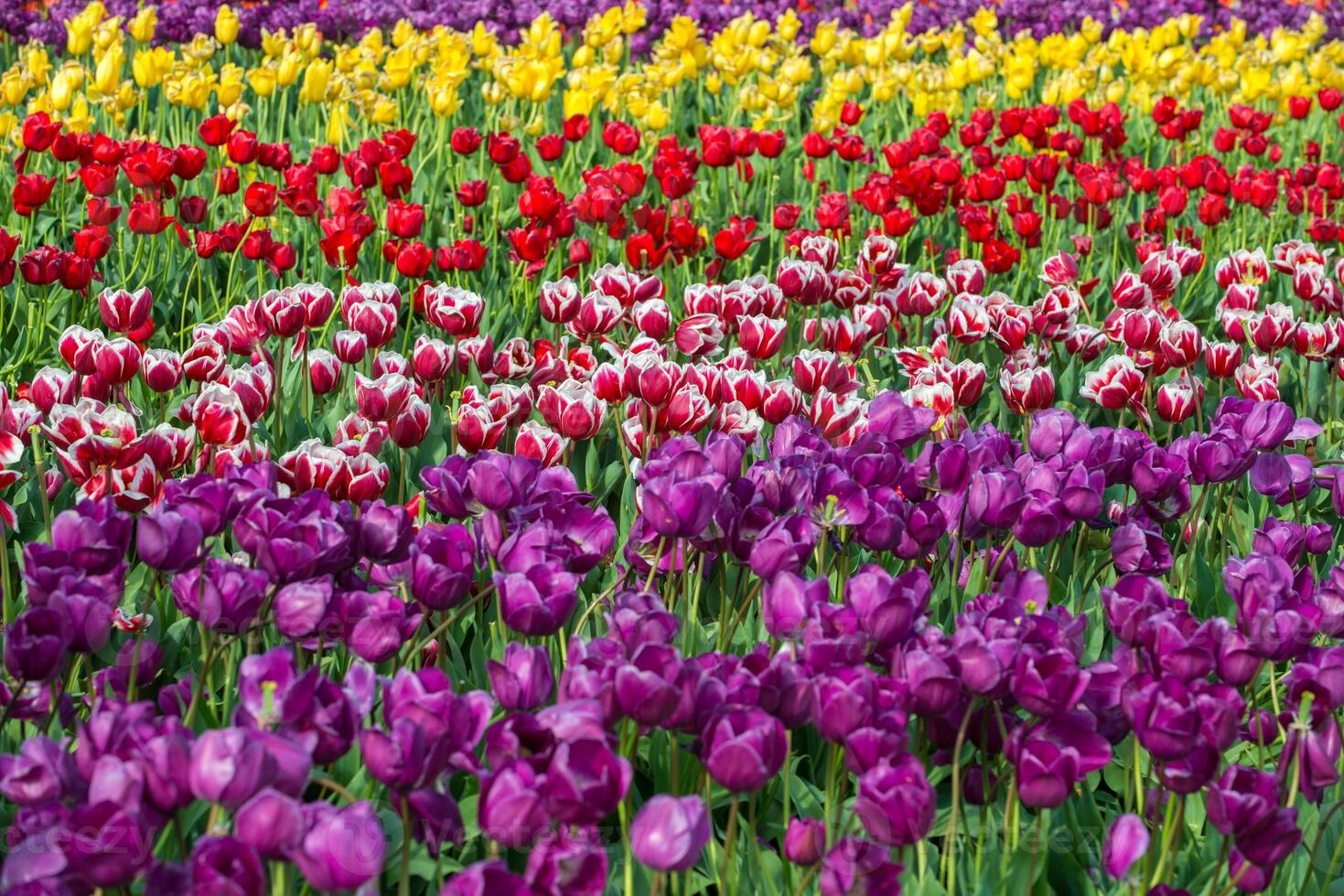 Spring Blooming, tulip Fields in Full Color photo