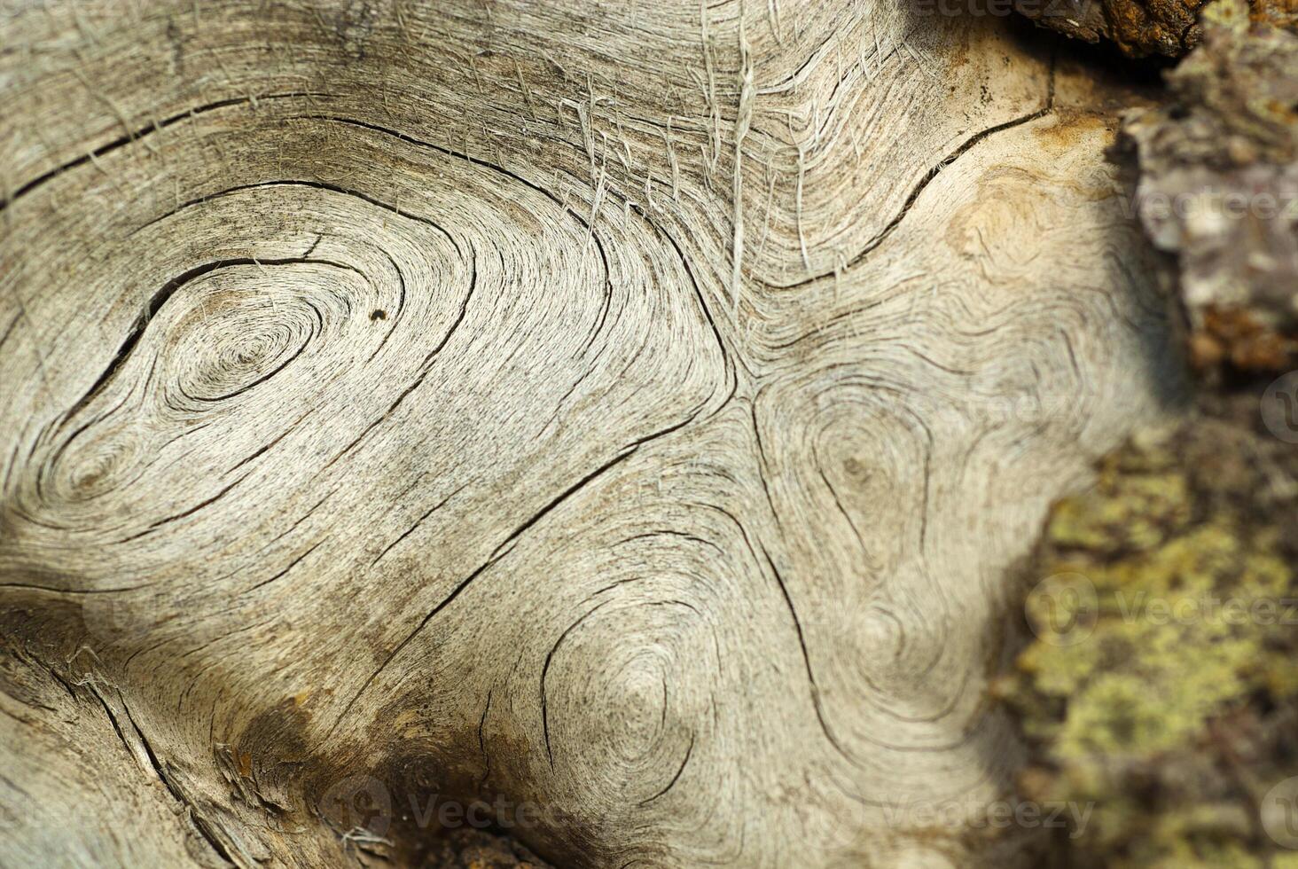 the texture of the tree photo