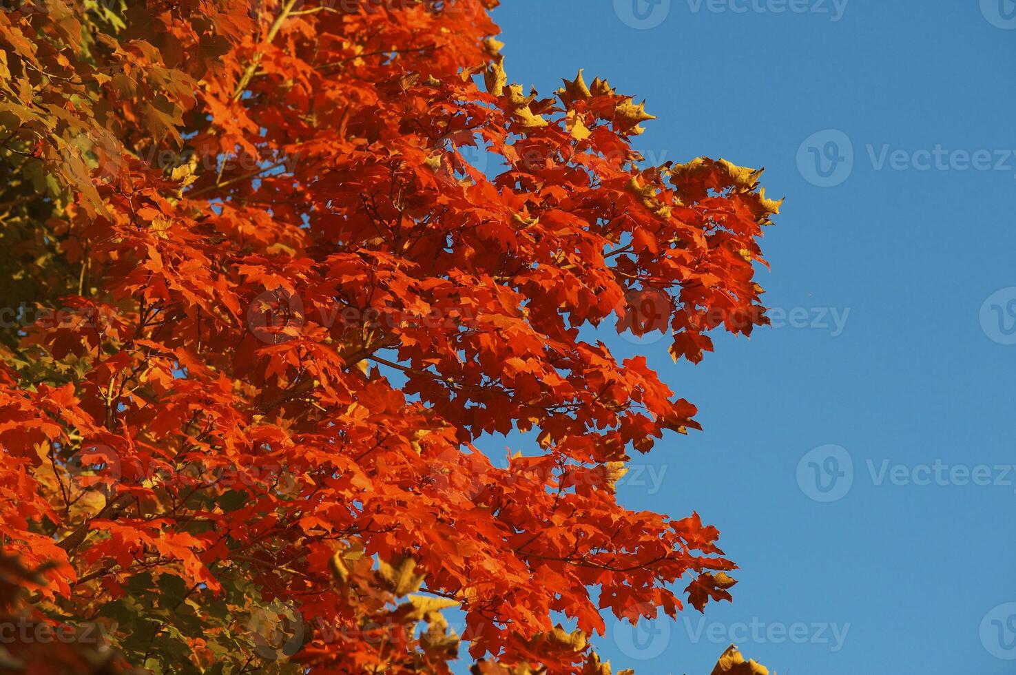 Autumnal trees on the sunset into park photo