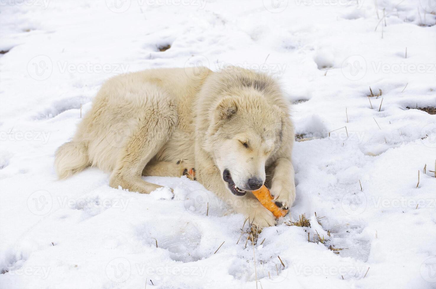 The dog eats a carrot photo