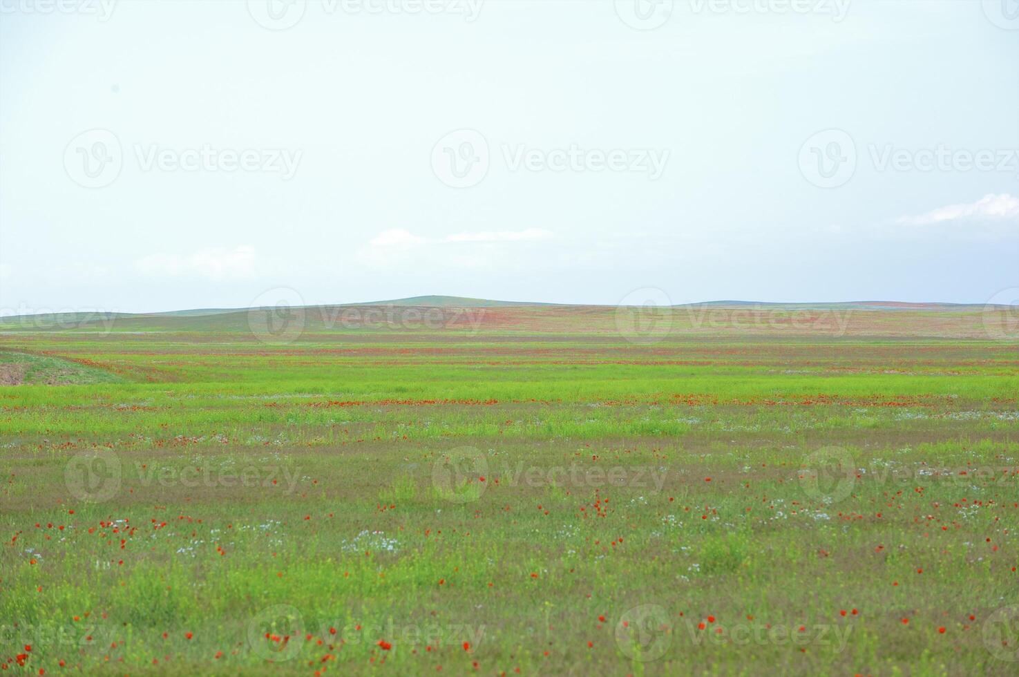 Vessenie fields it is red-allogo a poppy photo