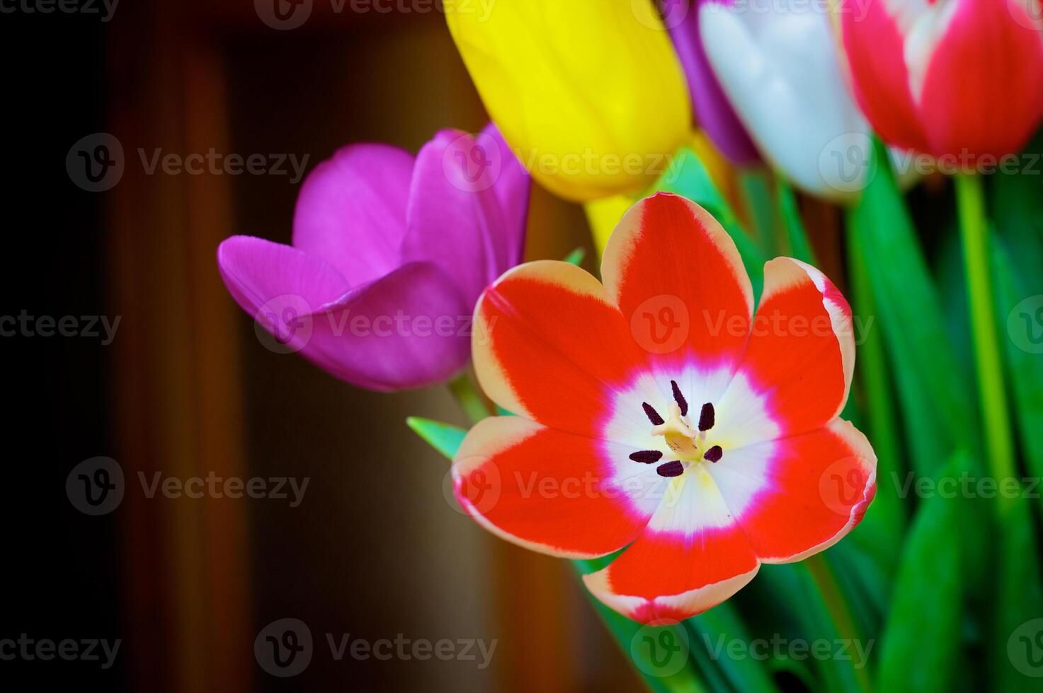 Blossoming tulips in a vase. Colourful flowers photo