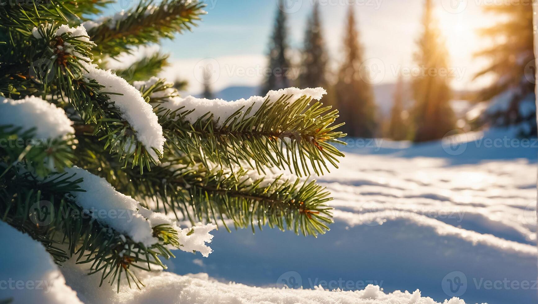 Christmas tree branch, snow photo
