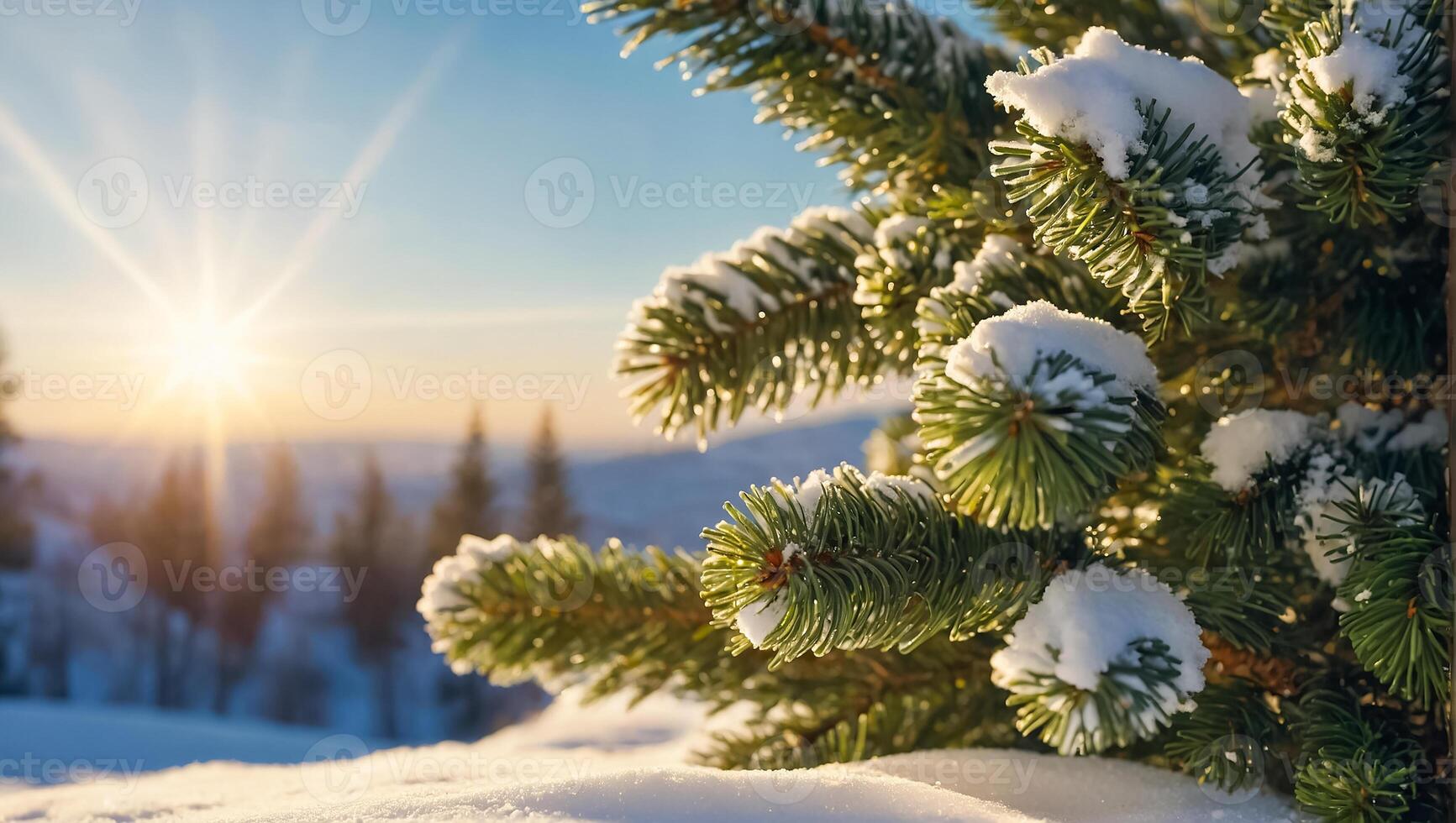 Christmas tree branch, snow photo