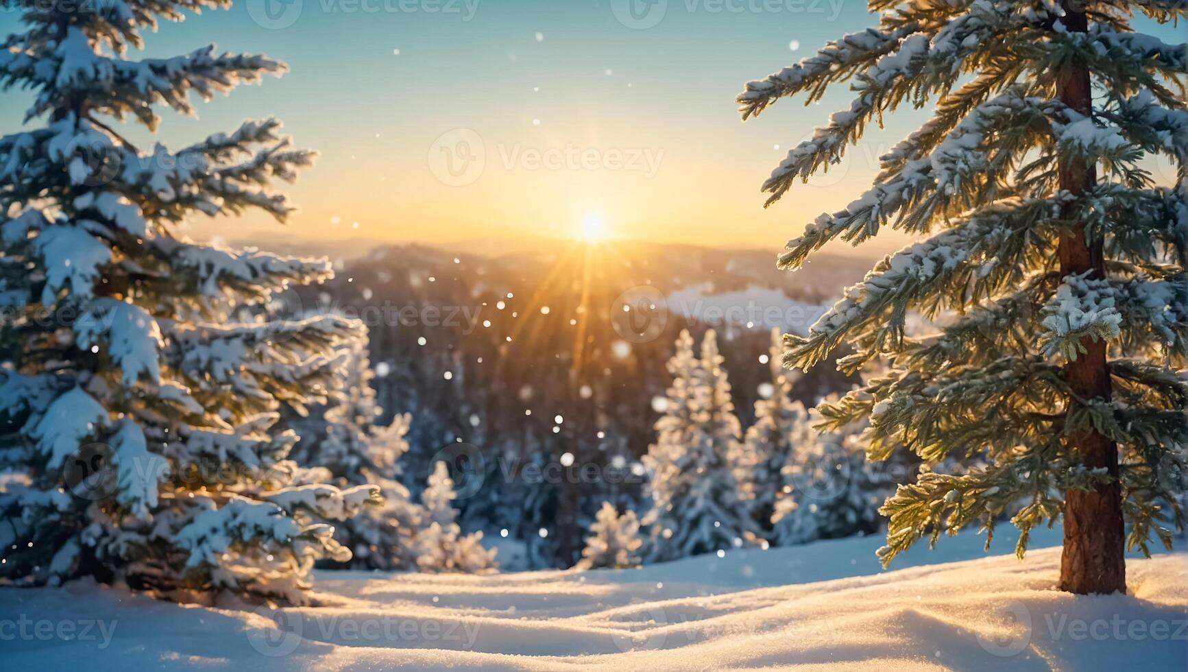 Christmas tree branch, snow photo