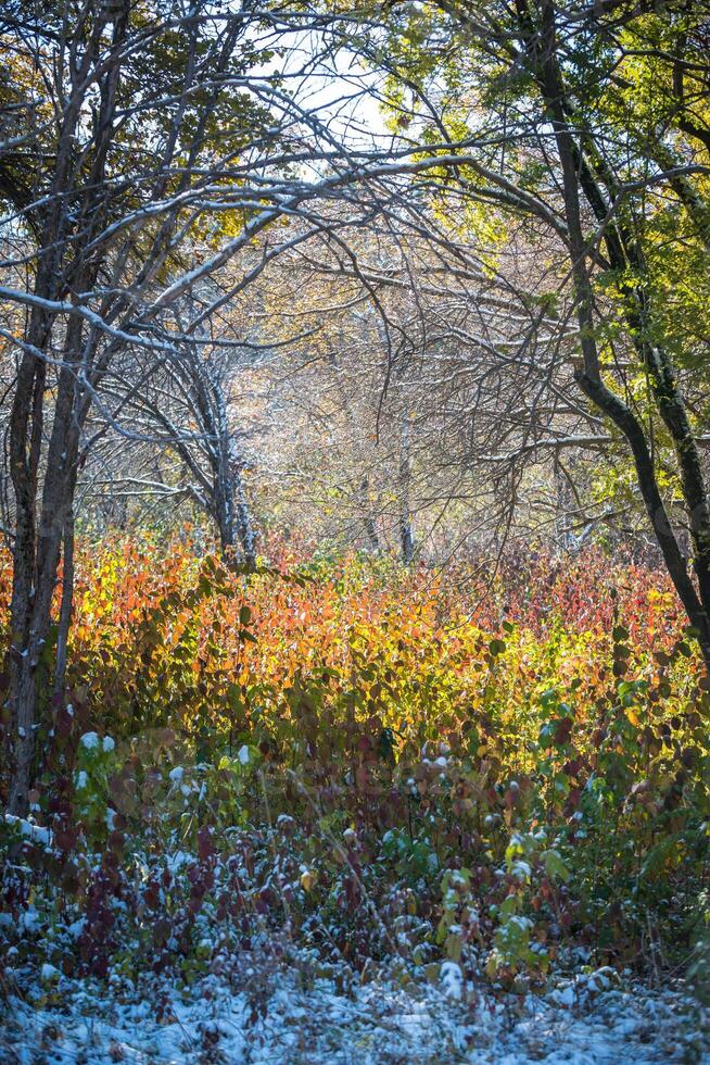 Autumn Park after the first snow in October photo