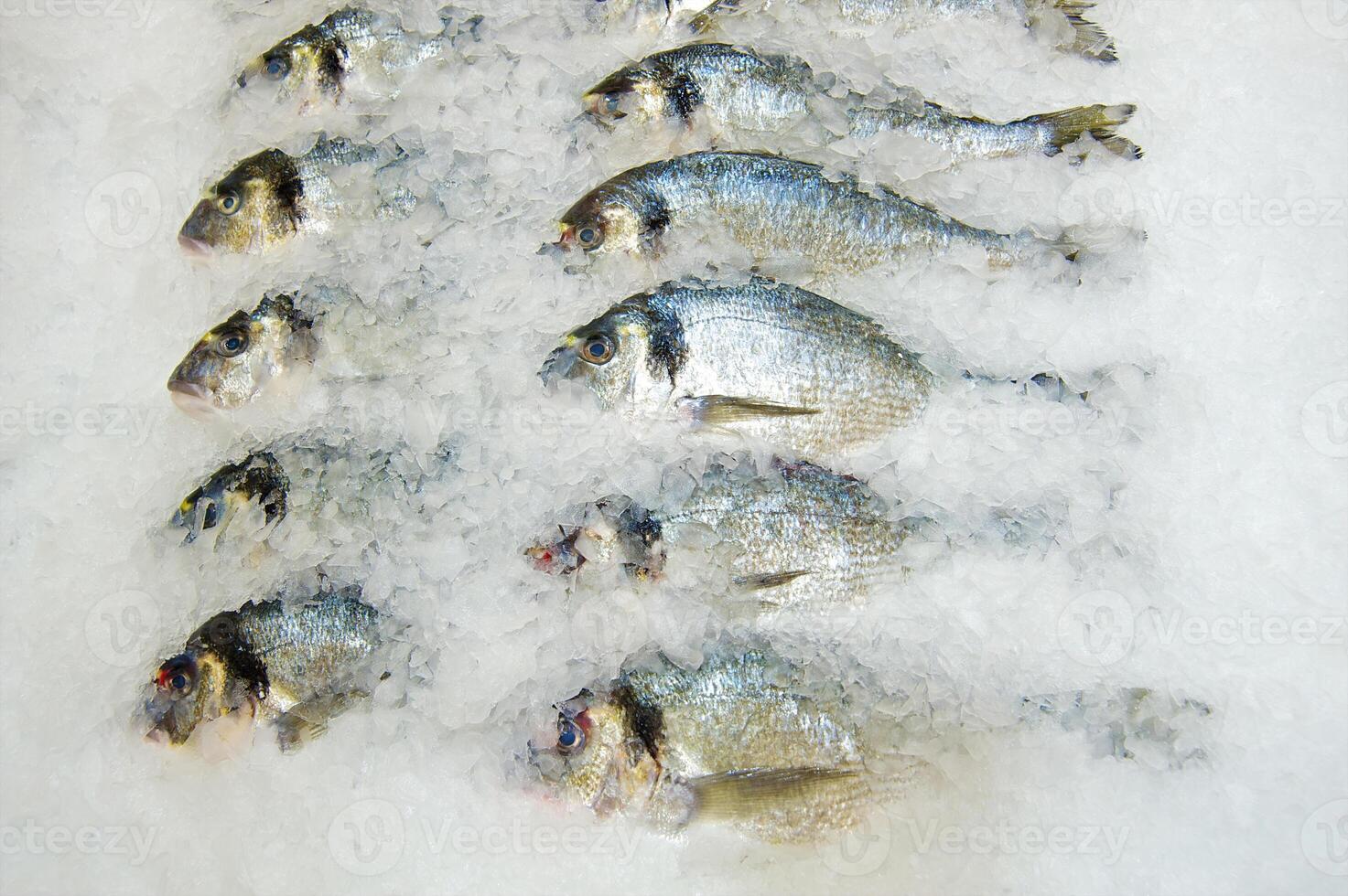 Fresh fish on ice decorated for sale at market photo